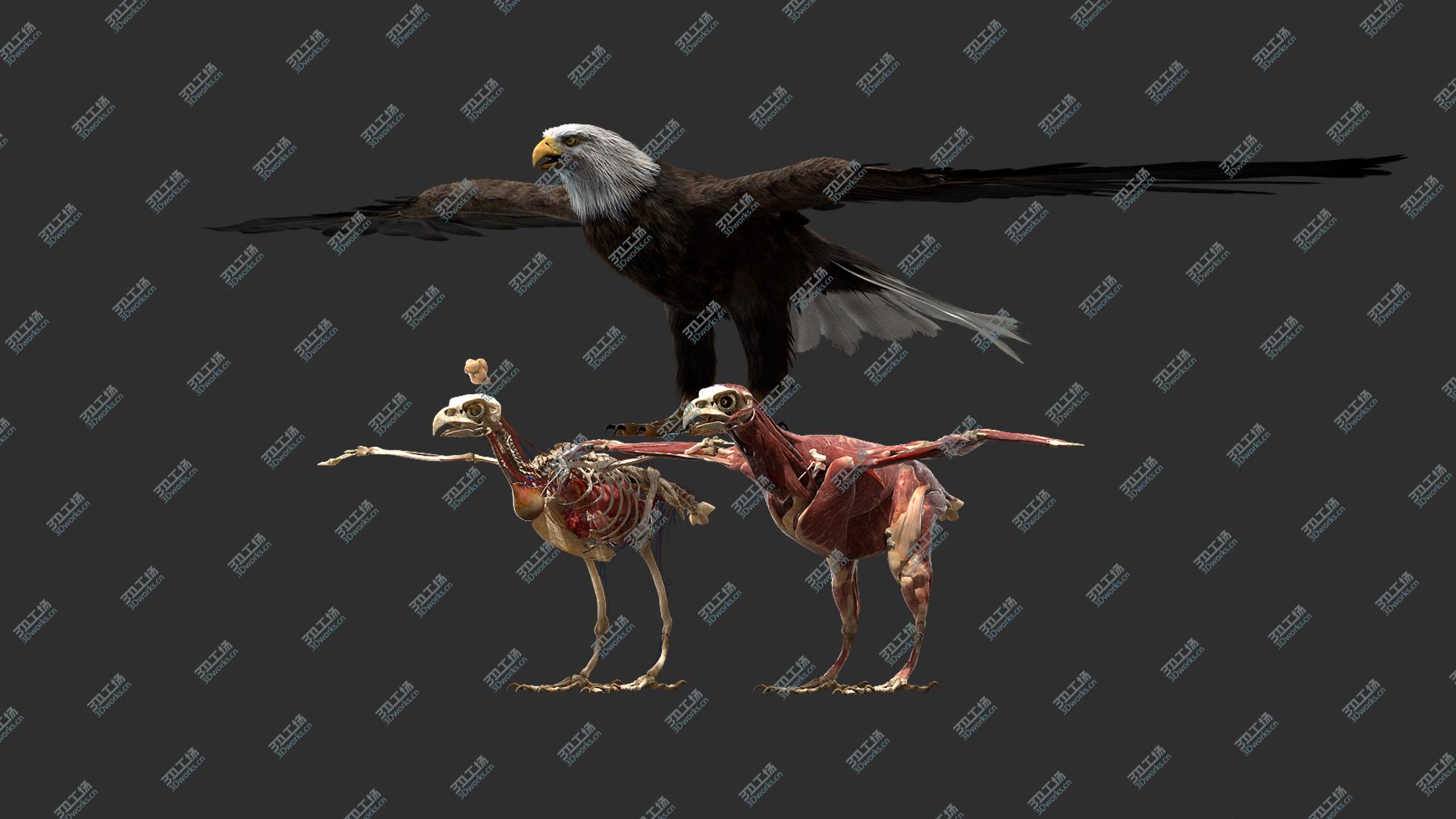 images/goods_img/202104092/3D American Eagle Fur Anatomy model/1.jpg